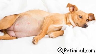 köpekler kaç ayda doğurur