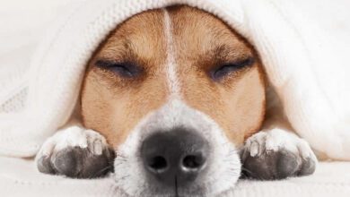 köpeklerde gençlik hastalığı