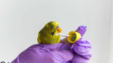 muhabbet kuşu ishali kaç günde geçer