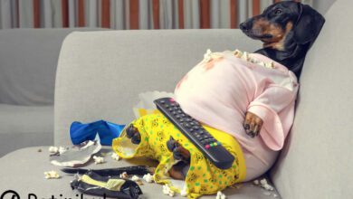 köpeklerde obezite tedavisi