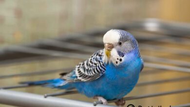 Dişi Muhabbet Kuşu Konuşur Mu